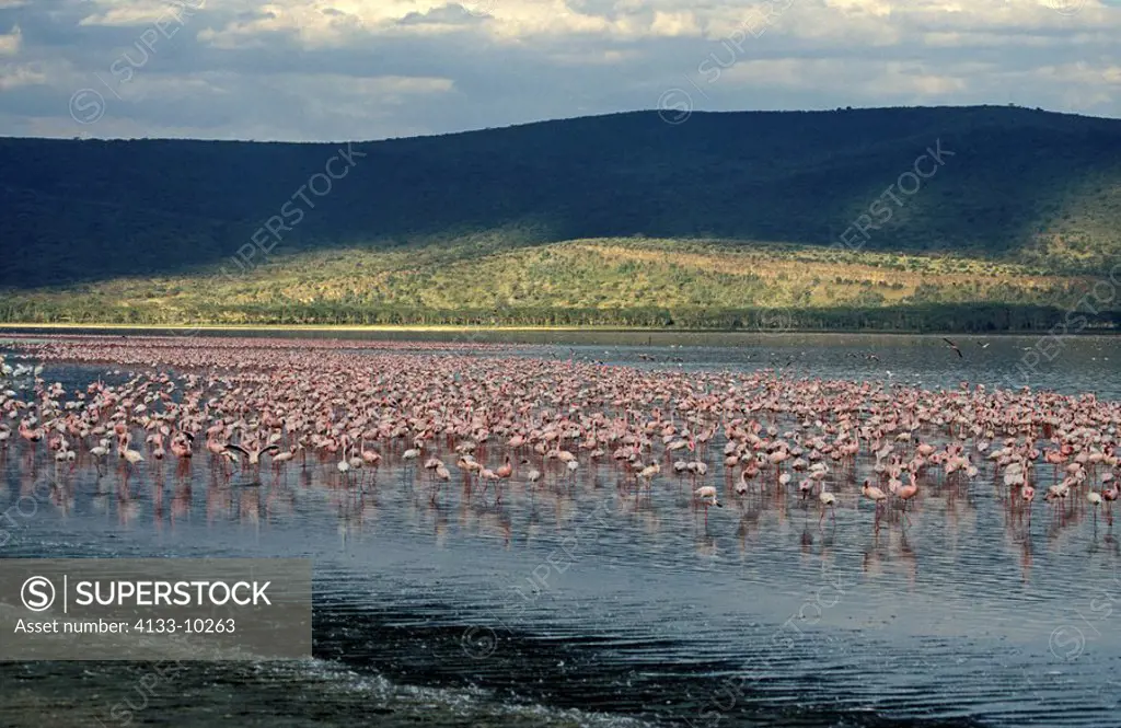 Lesser Flamingo,Phoenicopterus minor,Nakuru Nationalpark,Kenya,Africa,group in water in landscape