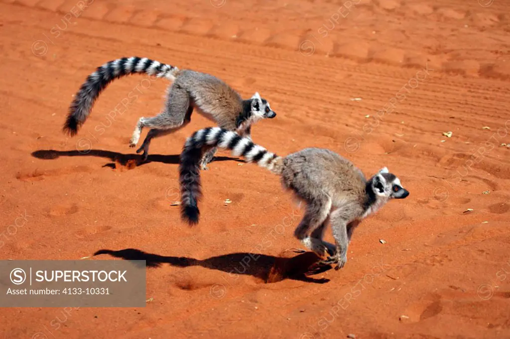 Ring Tailed Lemur, Lemur catta, Berenty Game Reserve, Madagascar, adults running