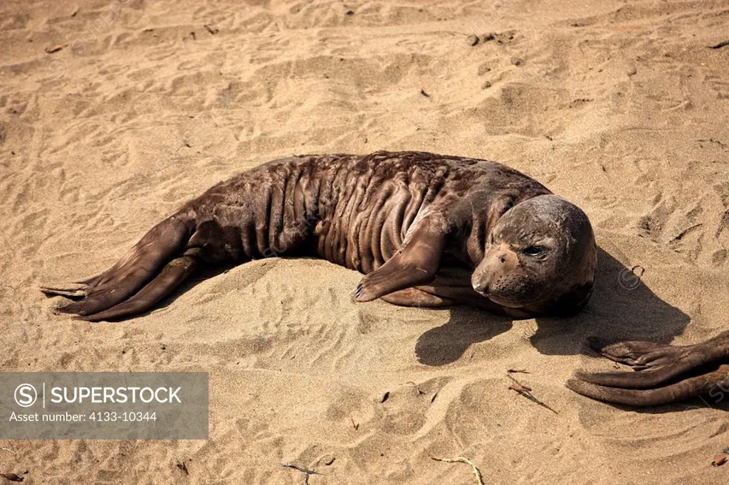 Northern Elephant Seal,Mirounga angustirostris,Piedras Blancas,California,USA,young at beach