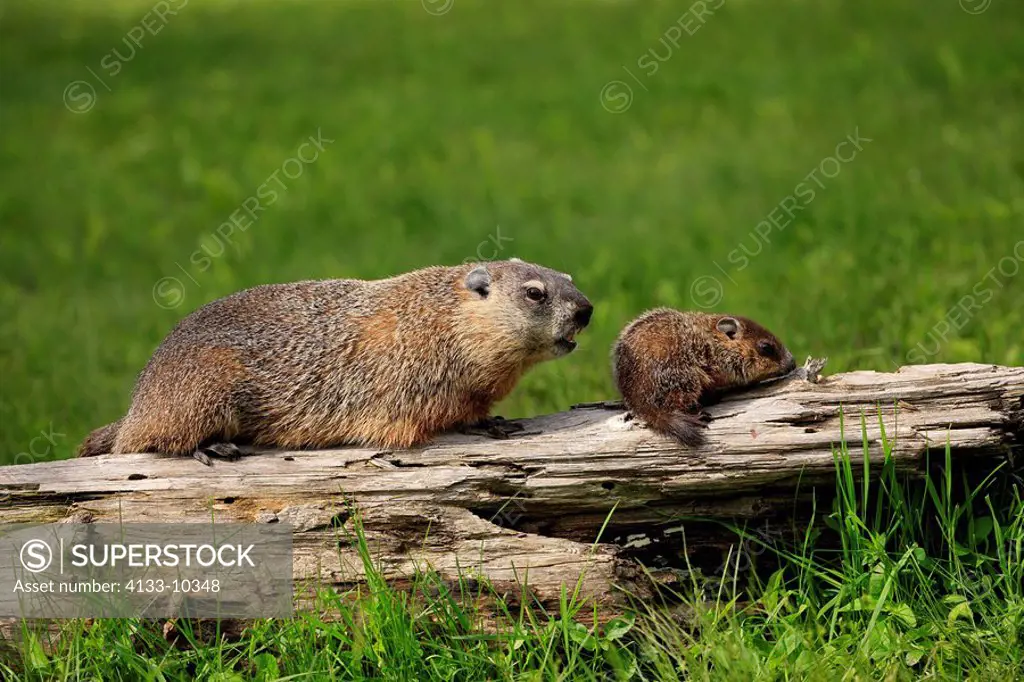 Woodchuck,Groundhog,Marmota monax,Minnesota,USA,adult with young