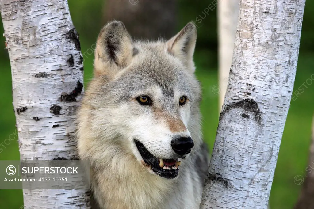 Gray Wolf,Grey Wolf,Canis lupus,Minnesota,USA,adult portrait