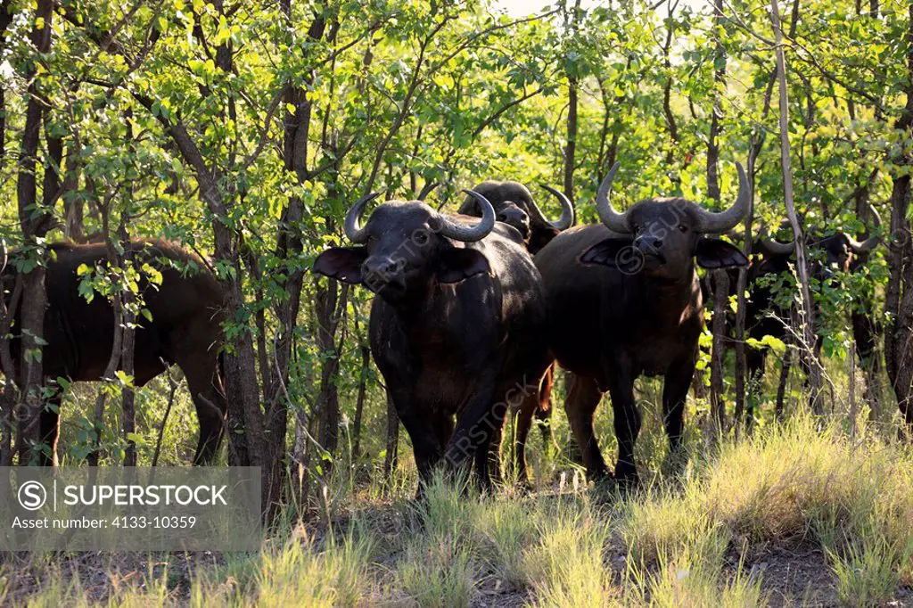 African Buffalo,Syncerus caffer,Kruger Nationalpark,South Africa,Africa,group of adults
