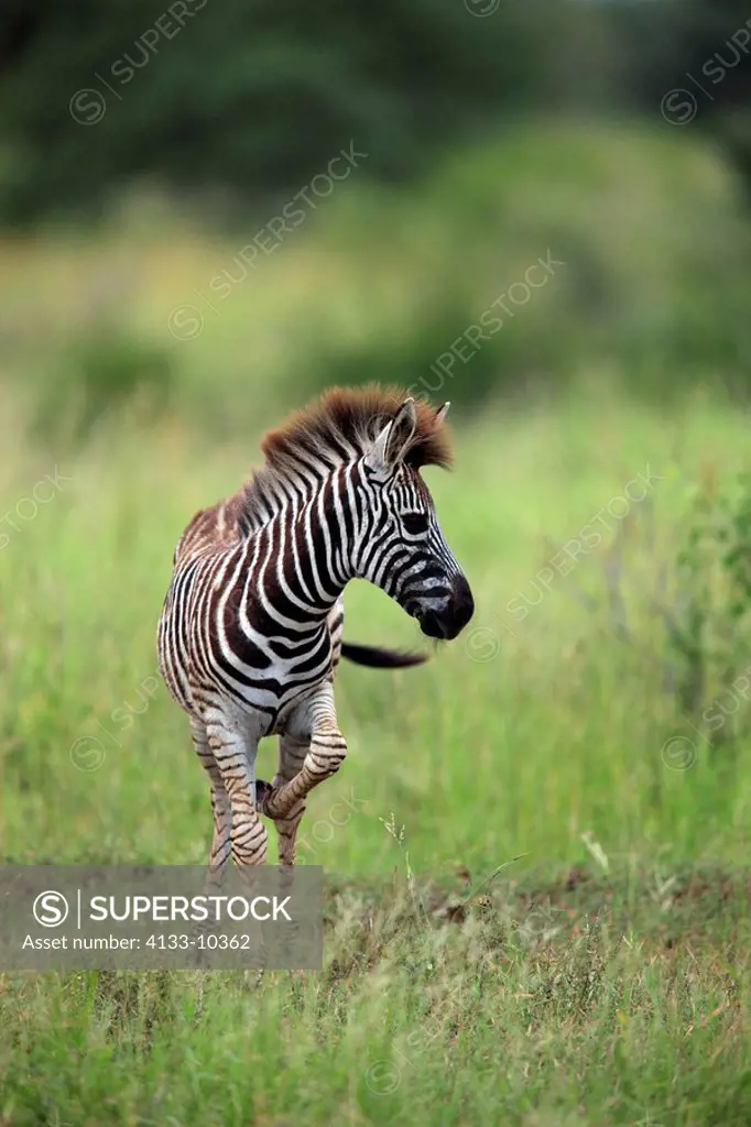 Plains Zebra,Burchell´s Zebra,Equus burchelli boehmi,Kruger Nationalpark,South Africa,Africa,young