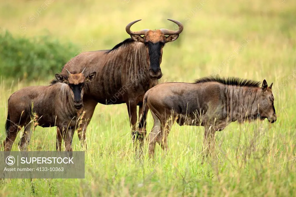 Blue Wildebeest,Connochaetes taurinus,Kruger Nationalpark,South Africa,Africa,adult with yearling