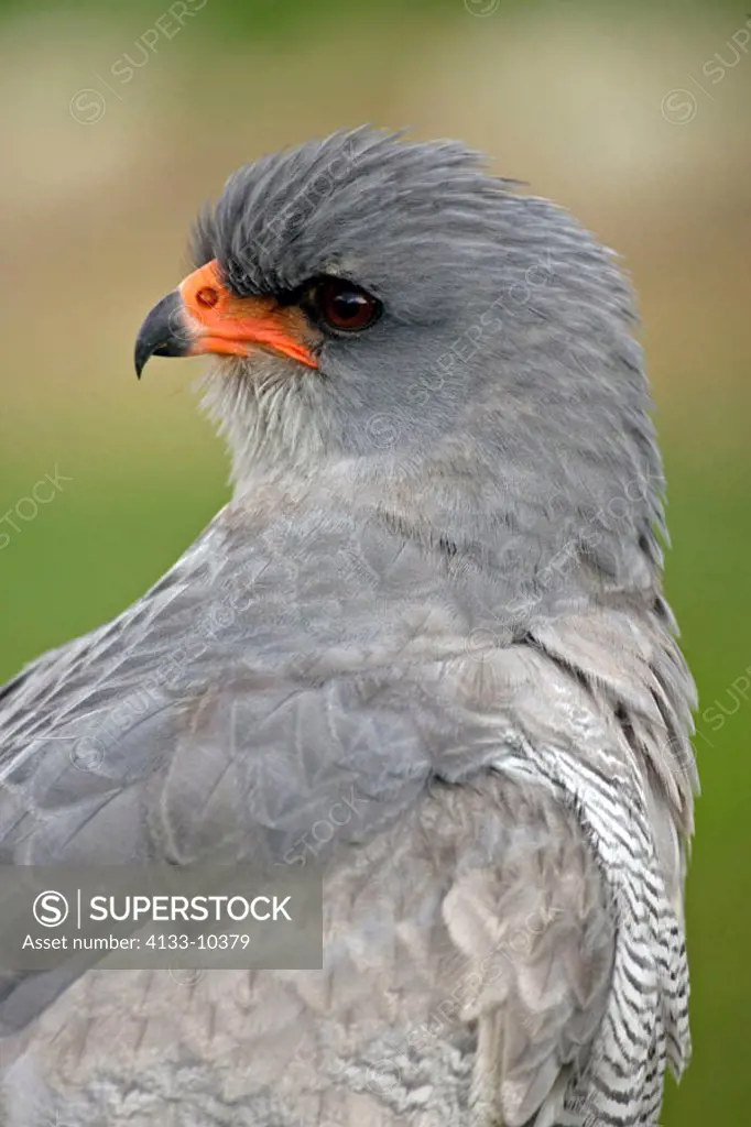 Pale Chanting Goshawk Melierax poliopterus South Africa