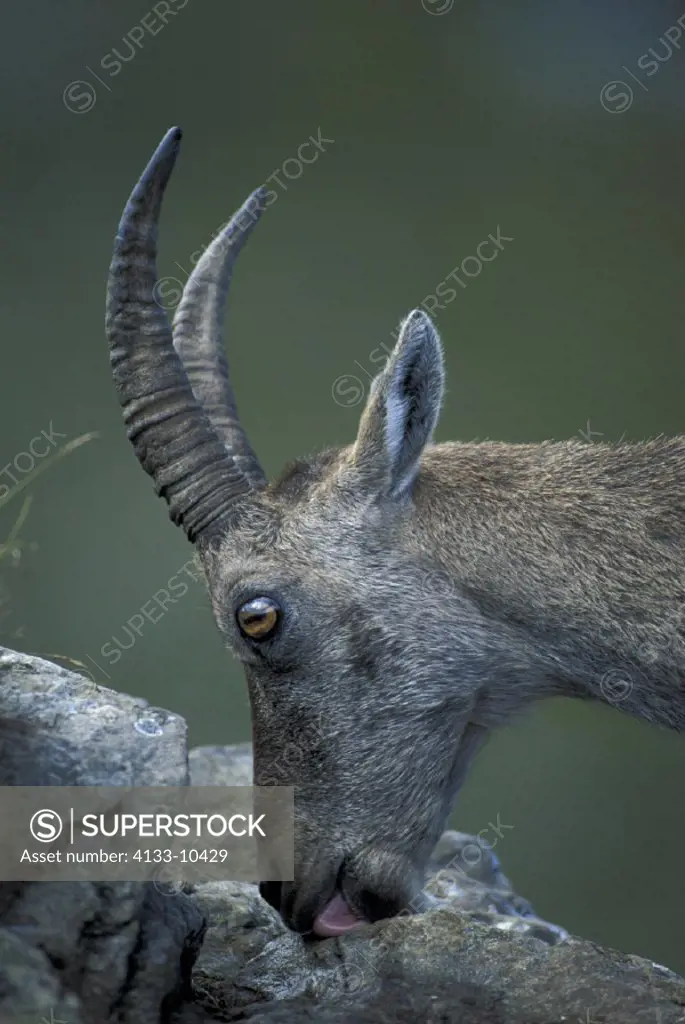 Ibex , Capra ibex ibex , Berner Oberland , Switzerland , Adult male , landscape , panorama