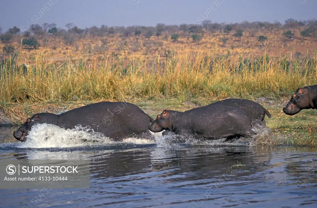 Hippopotamus,Hippopatamus amphibius,Chobe Nationalpark,Botswana,Africa,adult female with subadult running into the water
