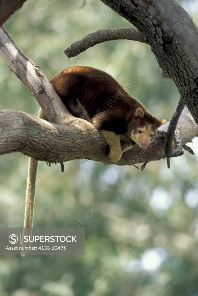 Matschie´s Tree Kangaroo , Dendrolagus matschiei , Australia  , Adult on tree