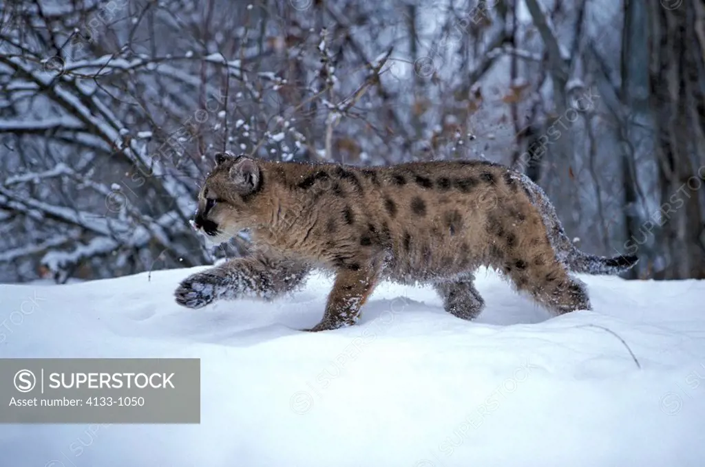 Mountain Lion,Felis concolor,Montana,USA,young walking in snow