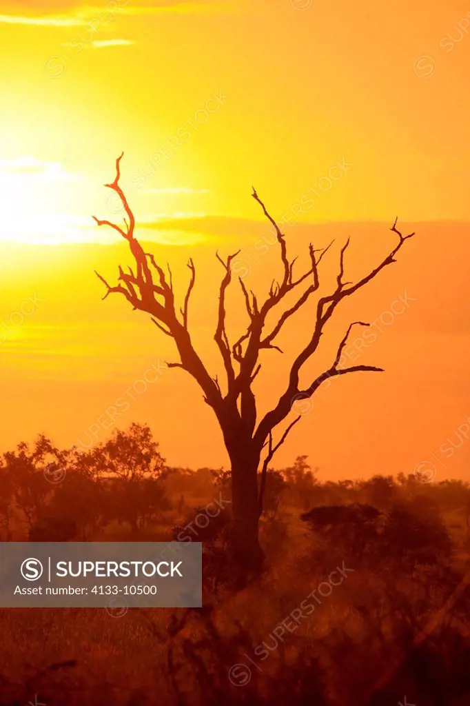 Sunrise,Kruger Nationalpark,South Africa,Africa,sunrise in savanna