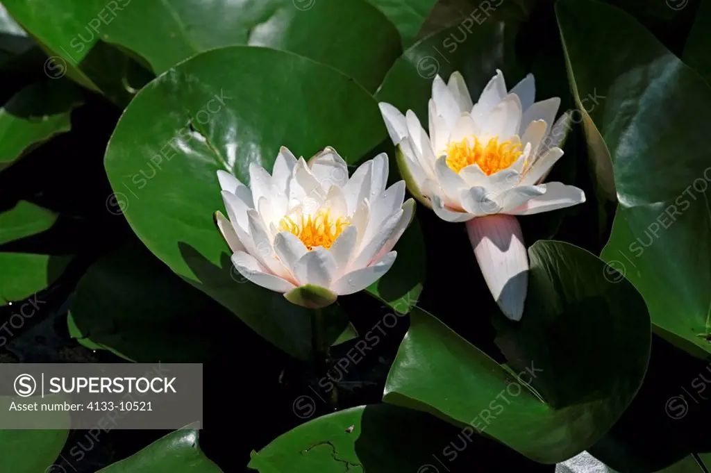 Water lily,Nymphea alba,Germany,bloom