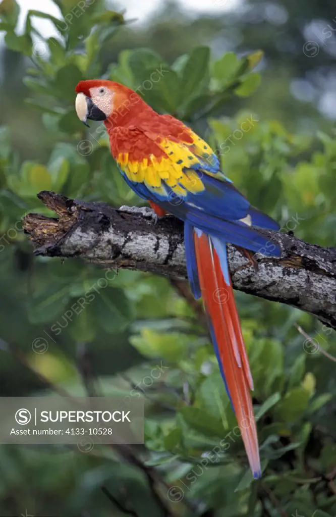 Scarlet Macaw  , Ara macao , South America, America , adult on tree