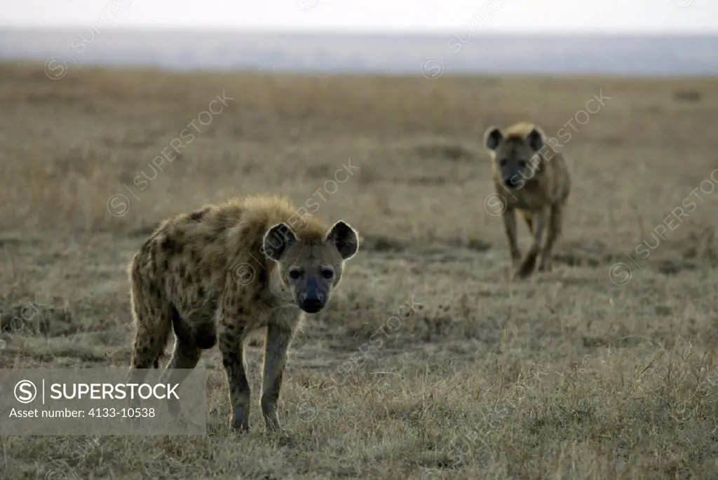 Spotted Hyaena, Crocuta crocuta, Masai Mara, Kenya, adult