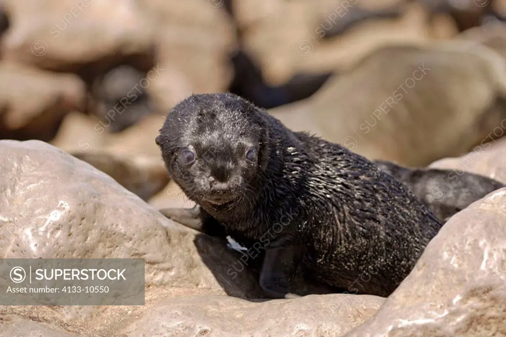 Cape Fur Seal, Arctocephalus pusillus, Cape Cross, Namibia , Africa, young on rock