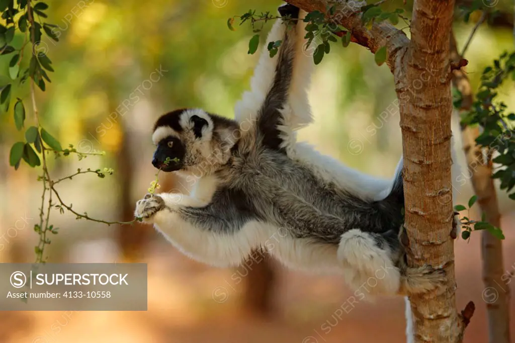 Verreaux`s Sifaka, Propithecus verreauxi coronatus, Berenty Game Reserve, Madagascar, adult feeding on tree