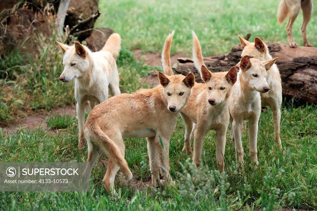 Dingo,Canis familiaris dingo,Australia,group of adults alert