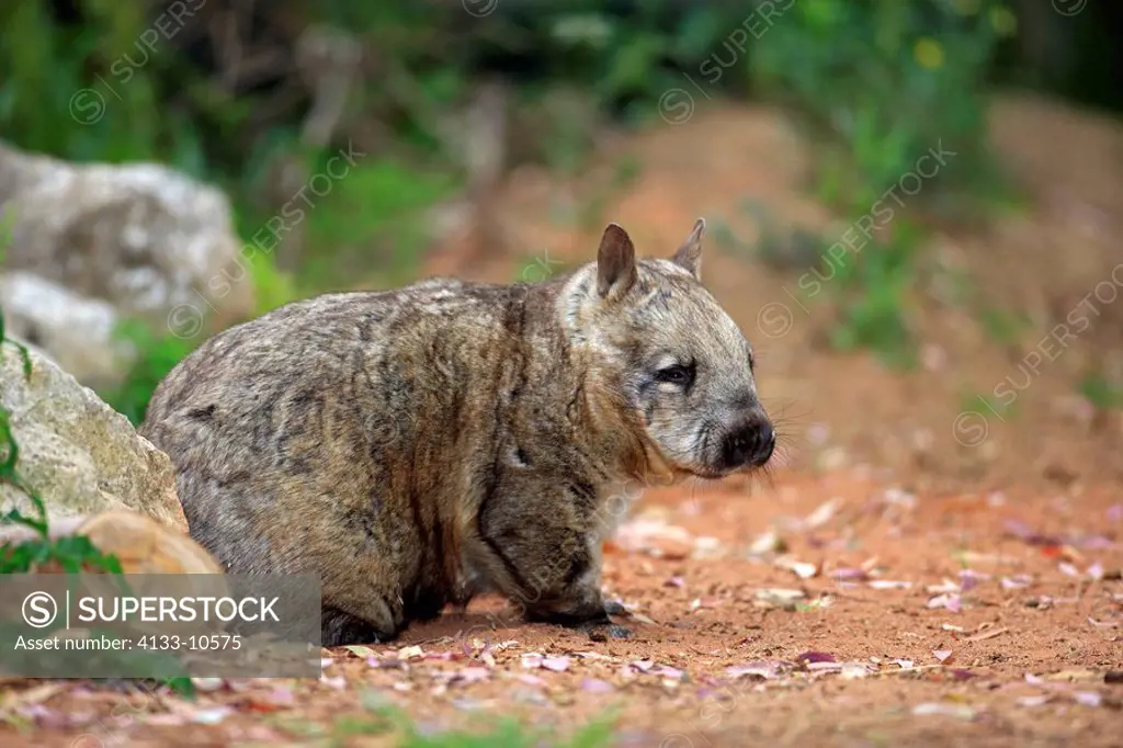 Lasiorhinus latifrons,Southern Hairy_nosed Wombat,Australia,adult