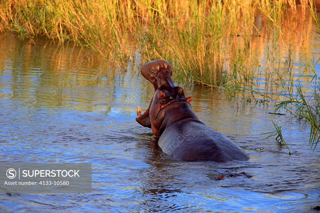 Hippopotamus,Hippopatamus amphibius,Kruger Nationolapark,South Africa,Africa,adult swimming in water