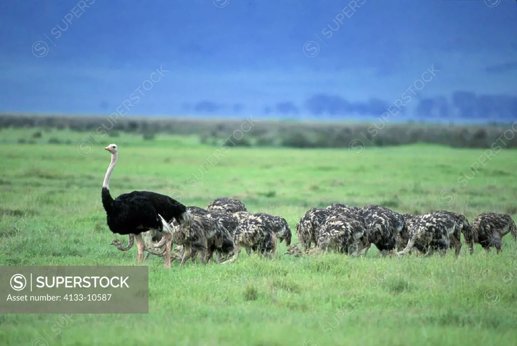 Massai Ostrich , Struthio camelus massaicus , Ngorongoro Crater , Tanzania , Africa , adult male with a group of subadults