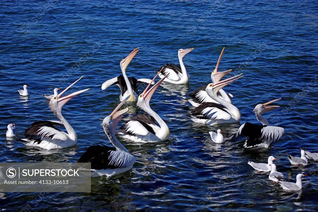 Australian Pelican,Pelecanus conspicillatus,Kingscote,Kangaroo Island,Australia,group of adults hunting fish in sea
