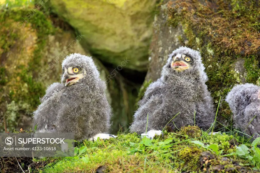 Snowy Owl,Nyctea scandiaca,Europe,young birds calling sitting on ground
