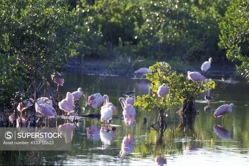 Roseate Spoonbill , Ajaia ajaja , Ding Darling Game Reserve , Sanibel , Florida , USA , America , group of adults in water