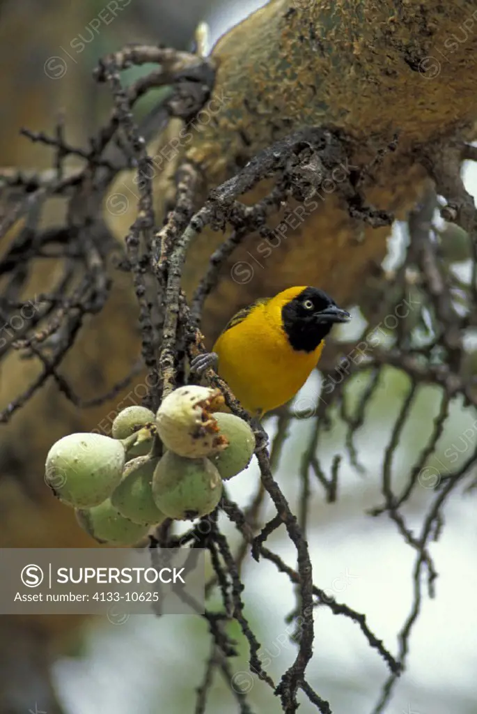 Lesser Masked Weaver , Ploceus intermedius , Kruger National Park , South Africa , Africa , adult male feeding wild figs