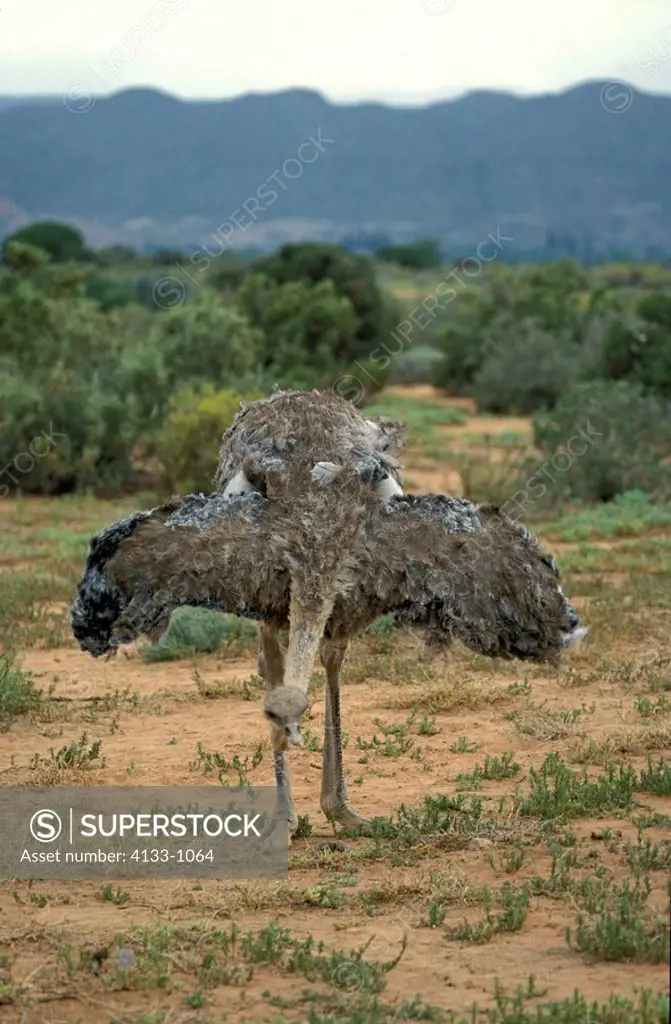 South African Ostrich,Struthio camelus australis,Oudtshoorn,Karoo,South Africa,Africa,adult female