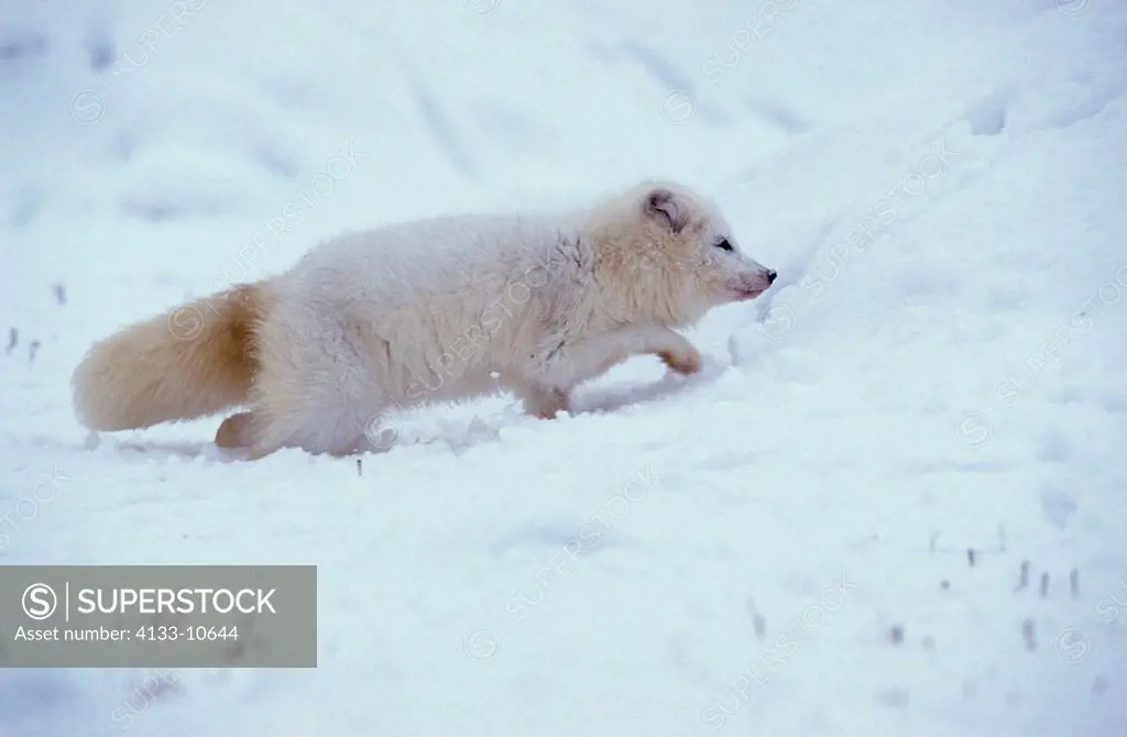 Arctic Fox,Alopex lagopus,Montana,USA,adult running in snow