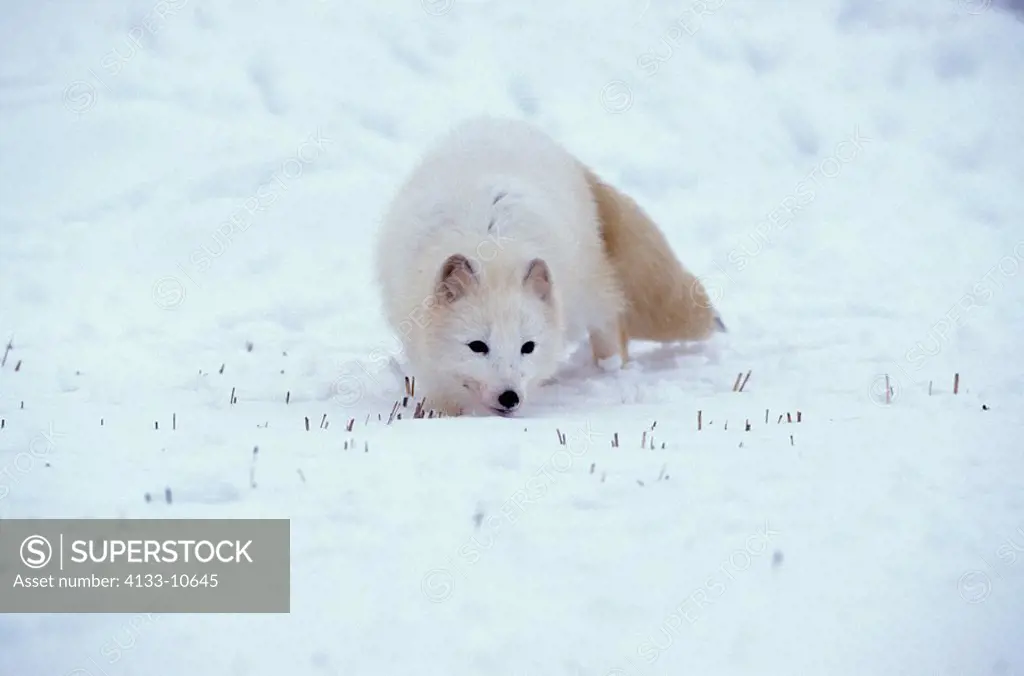 Arctic Fox,Alopex lagopus,Montana,USA,adult in snow looking for food