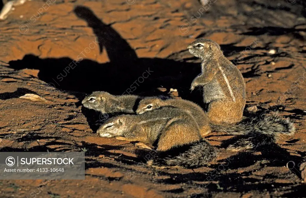 Ground Squirrel,Xerus inaurus,Kalahari Kgalagadi Tranfrontier Park,South Africa,Africa,adult with youngs at cave in last sunlight