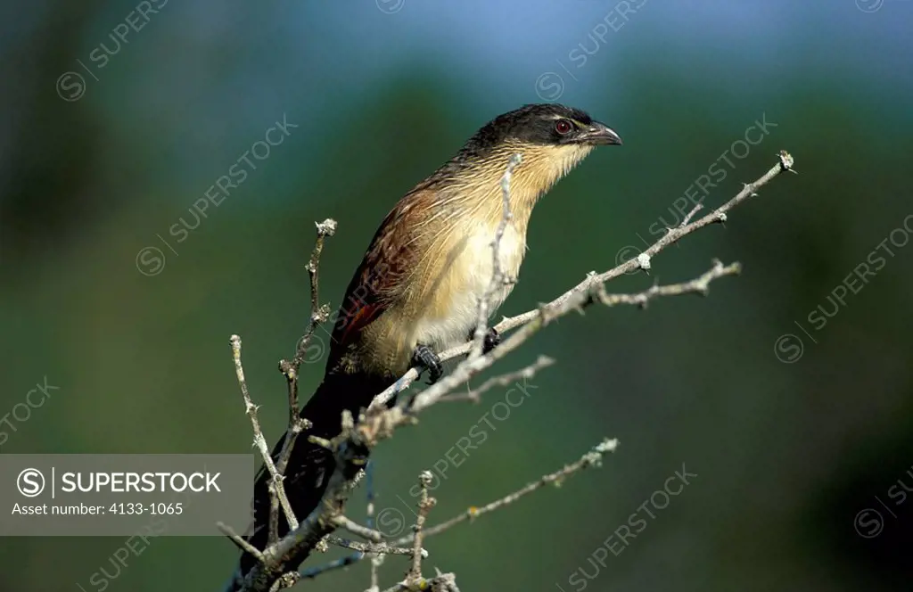 White Browed Coucal,Tiputip,Centropus superciliosus,Kwazulu Natal,South Africa,Africa,adult on tree
