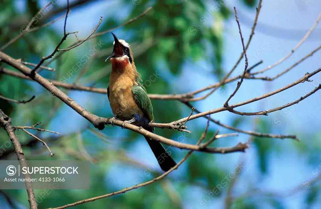 Whitefronted Bee eater,Merops bullockoides,Kruger National Park,South Africa,Africa,adult on tree calling