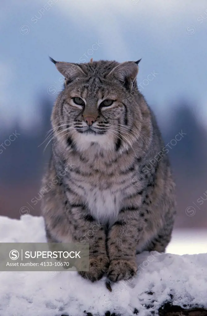 Bobcat,Lynx rufus,Montana,USA,adult in snow