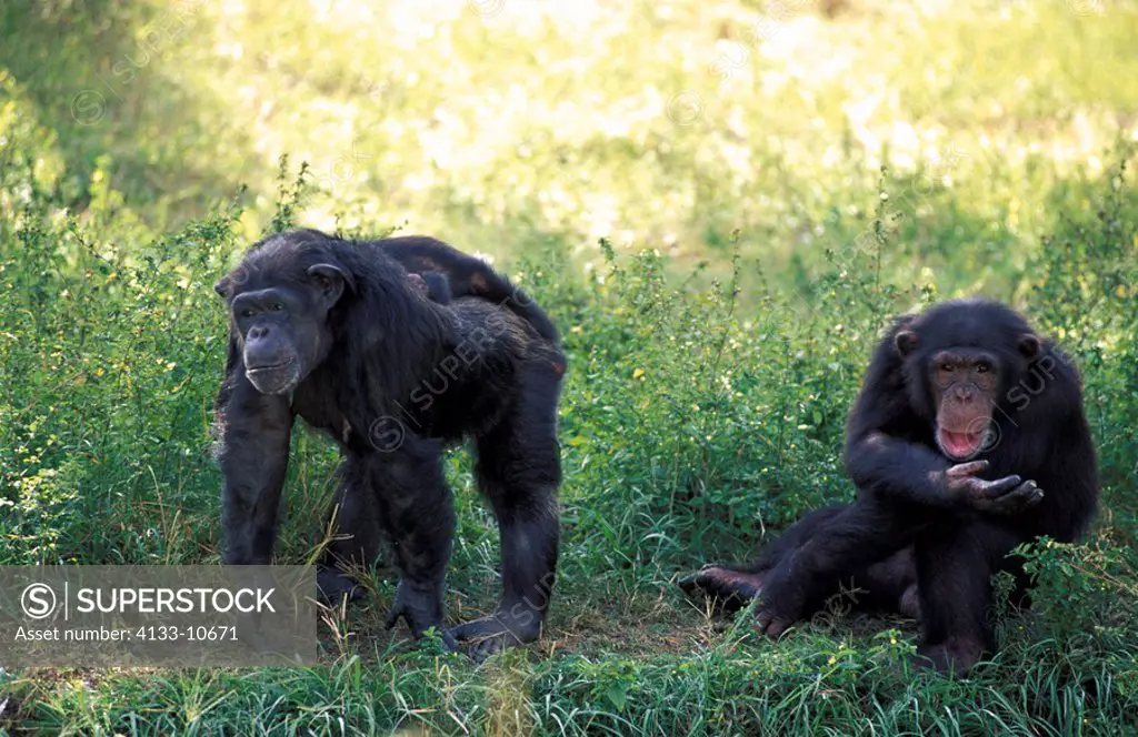 Chimpanzee,Pan troglodytes troglodytes,Africa,adult female with subadult