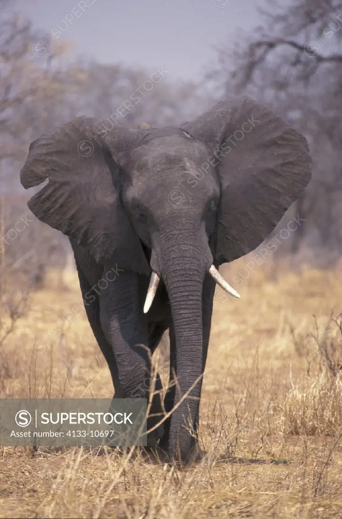 African Elephant , Loxodonta africana , Chobe National Park , Botswana , Africa , Adult