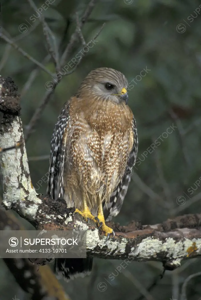 Red Shouldered Hawk , Butea lineatus , Sanibel Island , Florida , USA , America , adult