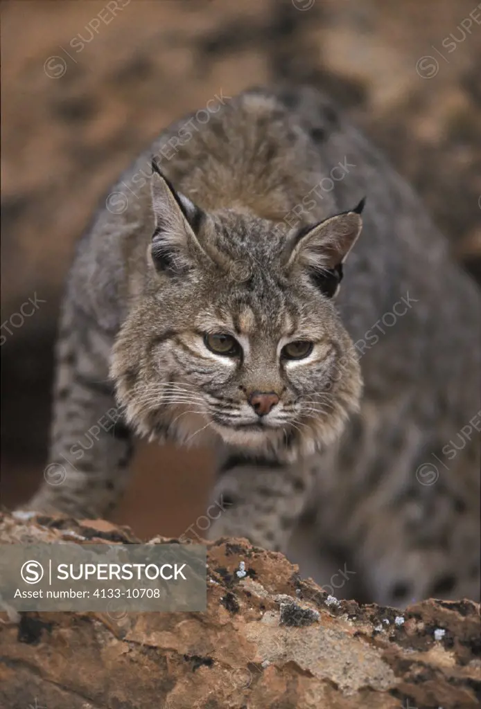 Bobcat , Lynx rufus , Utah , USA , Adult on rock , Portrait ,