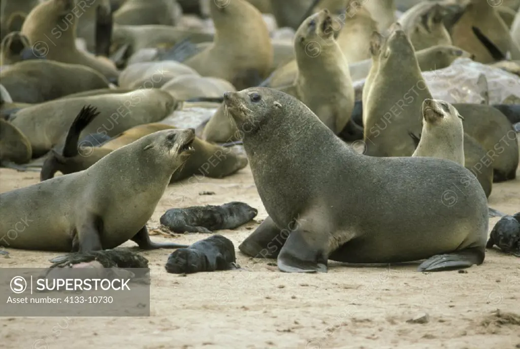 Cape Fur Seal , Arctocephalus pusillus , Cape Cross , Namibia , Africa  , Adults , Pair , couple , Mother with baby , Adult with young