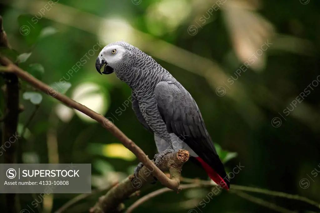 Grey Parrot,Psittacus erithacus timneh,West Africa,Central Africa,adult on tree