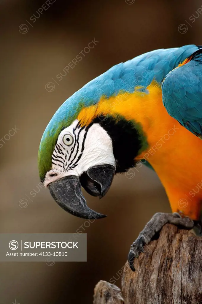 Blue and Yellow Macaw,Ara ararauna,South America,adult,Portrait