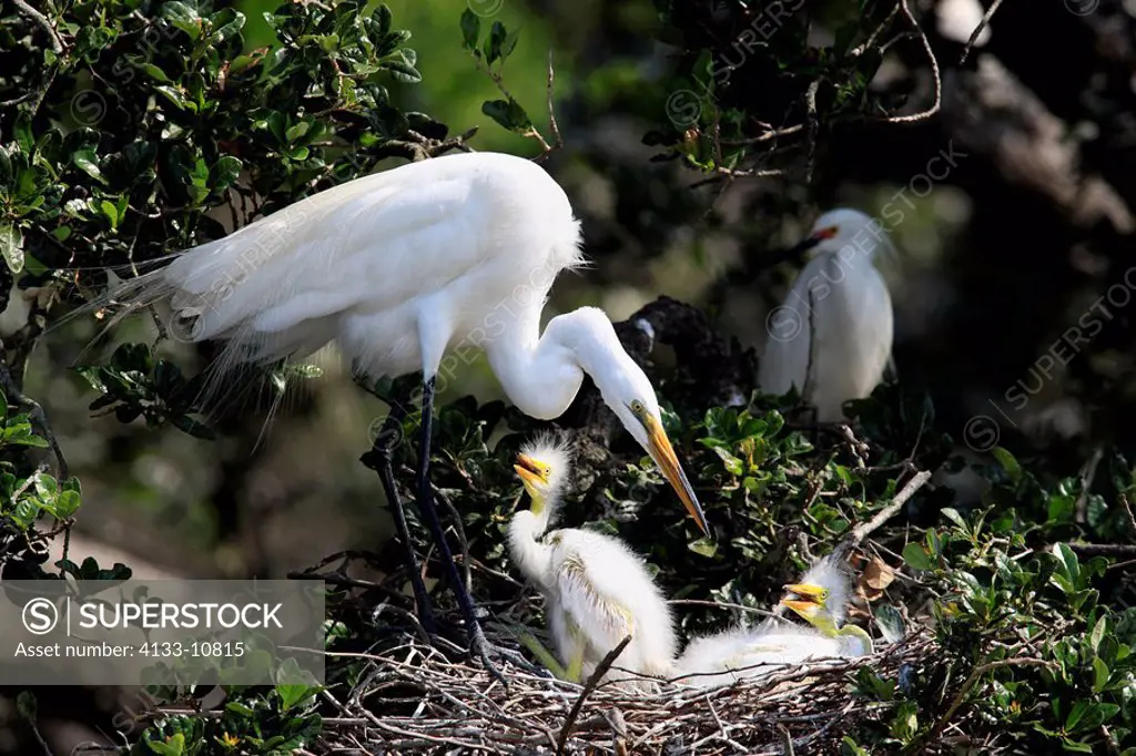 Great White Egret,Egretta alba,Florida,USA,youngs with mother on tree in nest begging for food