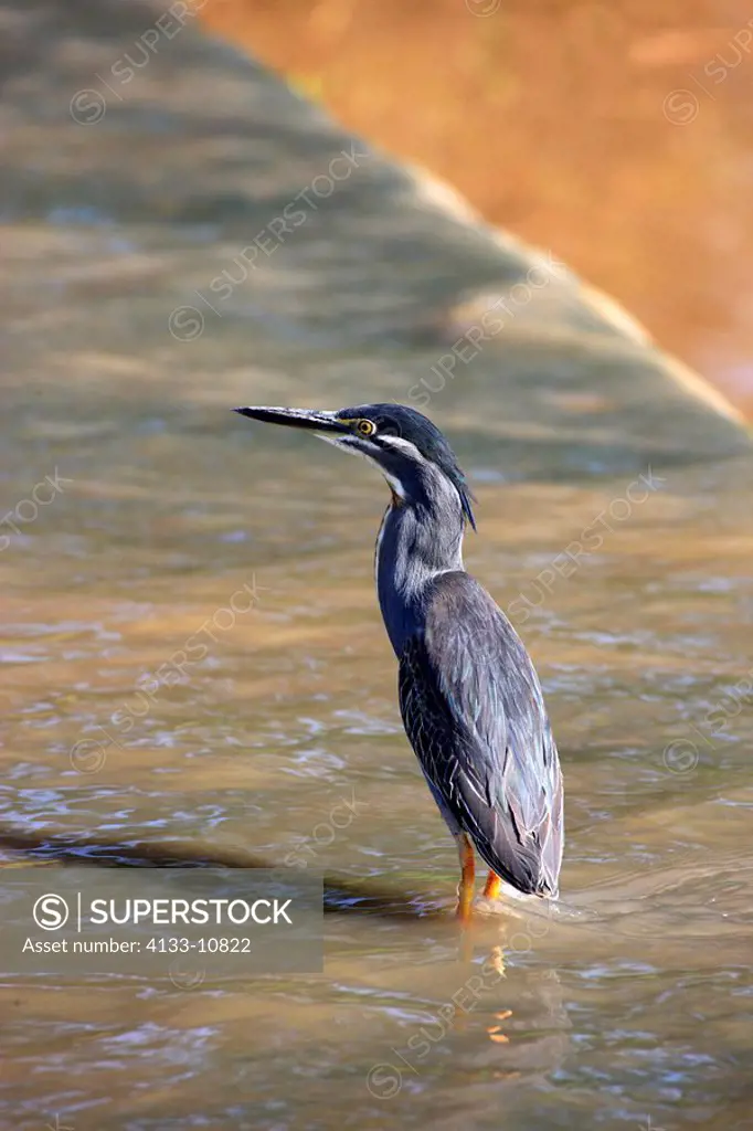 Greenbacked Heron,Butorides striatus,Kruger Nationalpark,South Africa,Africa,adult in water