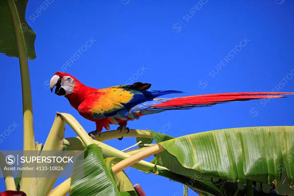 Scarlet Macaw,Ara macao,Roatan,Honduras,Caribbean,Central America,Latin America,adult on banana plant