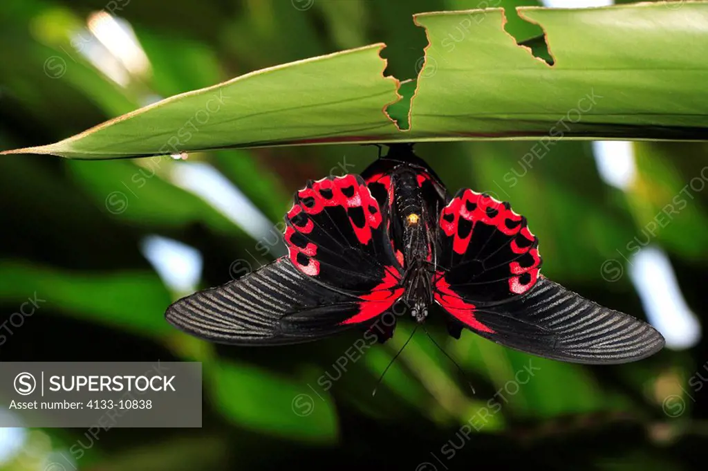 Scarlet Swallowtail,Papillio rumanzovia,Scarlet Mormon,Southeast Asia,imago on leaf