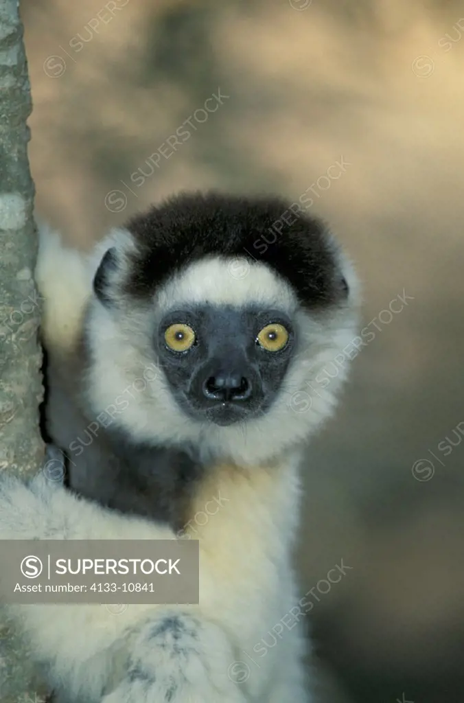 Verreaux`s Sifaka , Sifaka , Propithecus verreauxi , Berenty Game Reserve , Madagascar , Africa , Adult Portrait