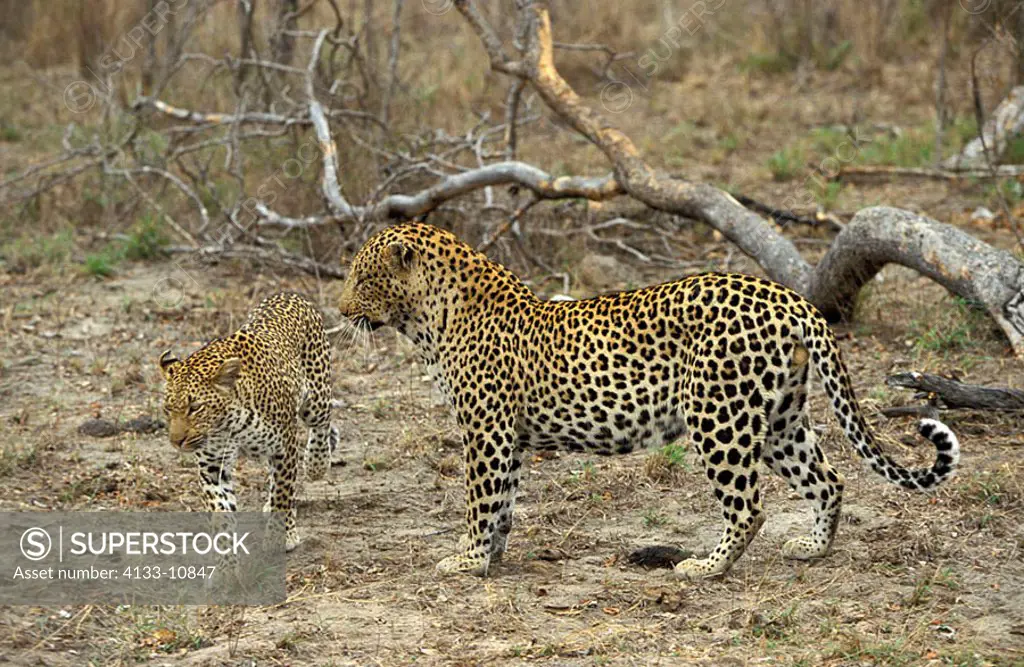 Leopard Panthera pardus Sabie Sand Game Reserve South Afric Africa