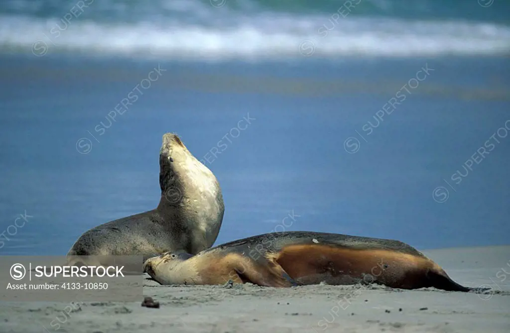Australian Sea Lion Neophoca cinerea Kangaroo Island Australia