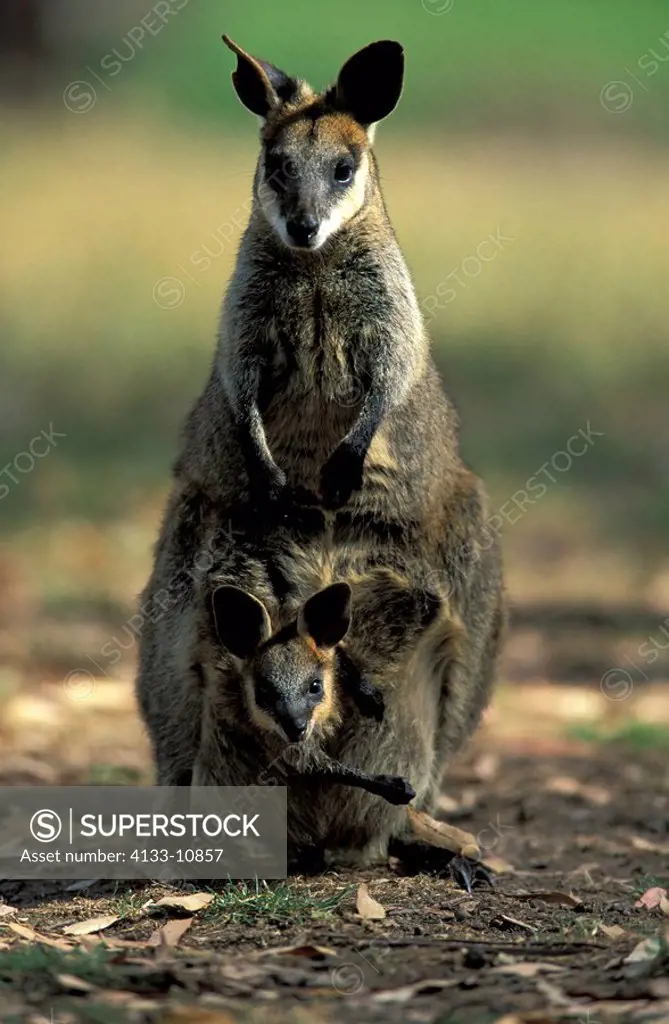 Whiptail Wallaby,Macropus parryi,Australia,adult with young in pouch