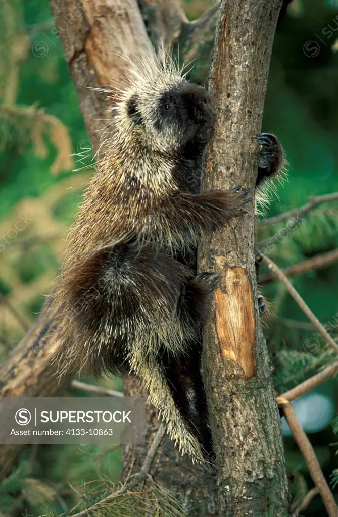 North American Porcupine,Erethizon dorsatum,North America,USA,adult climbing on tree